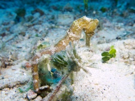 Wounded Sea Horse zIMG 5053